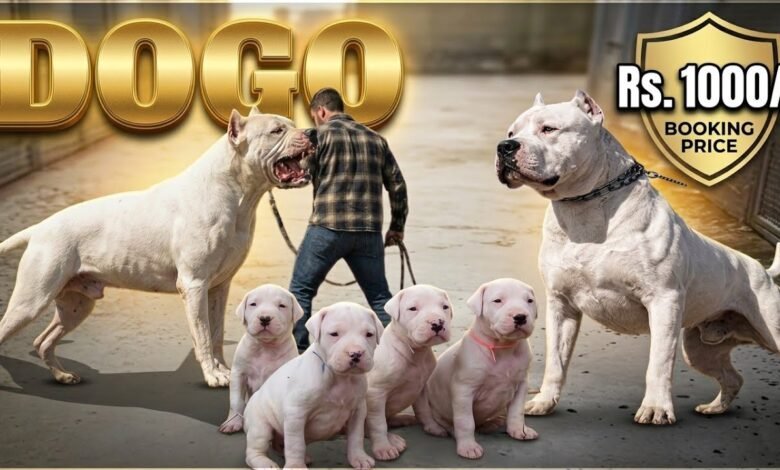 dogo argentino for sale uk